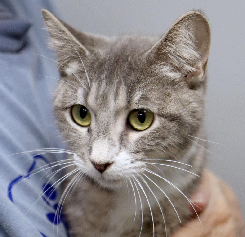 Enlarge Grape (AO37432), a Adopted Domestic Short Hair in Merriam, KS image 3/3