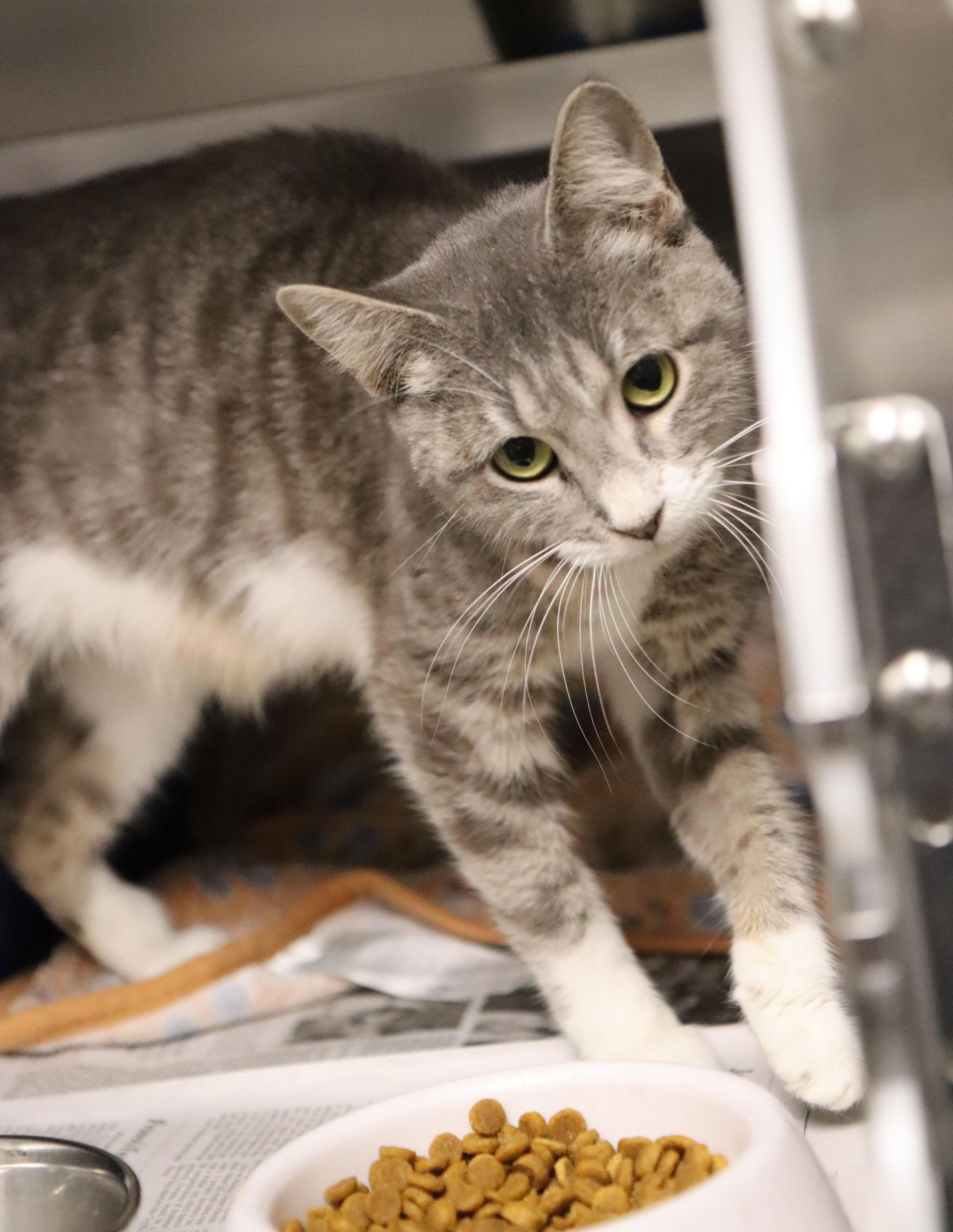 Enlarge Grape (AO37432), a Adopted Domestic Short Hair in Merriam, KS image 2/3