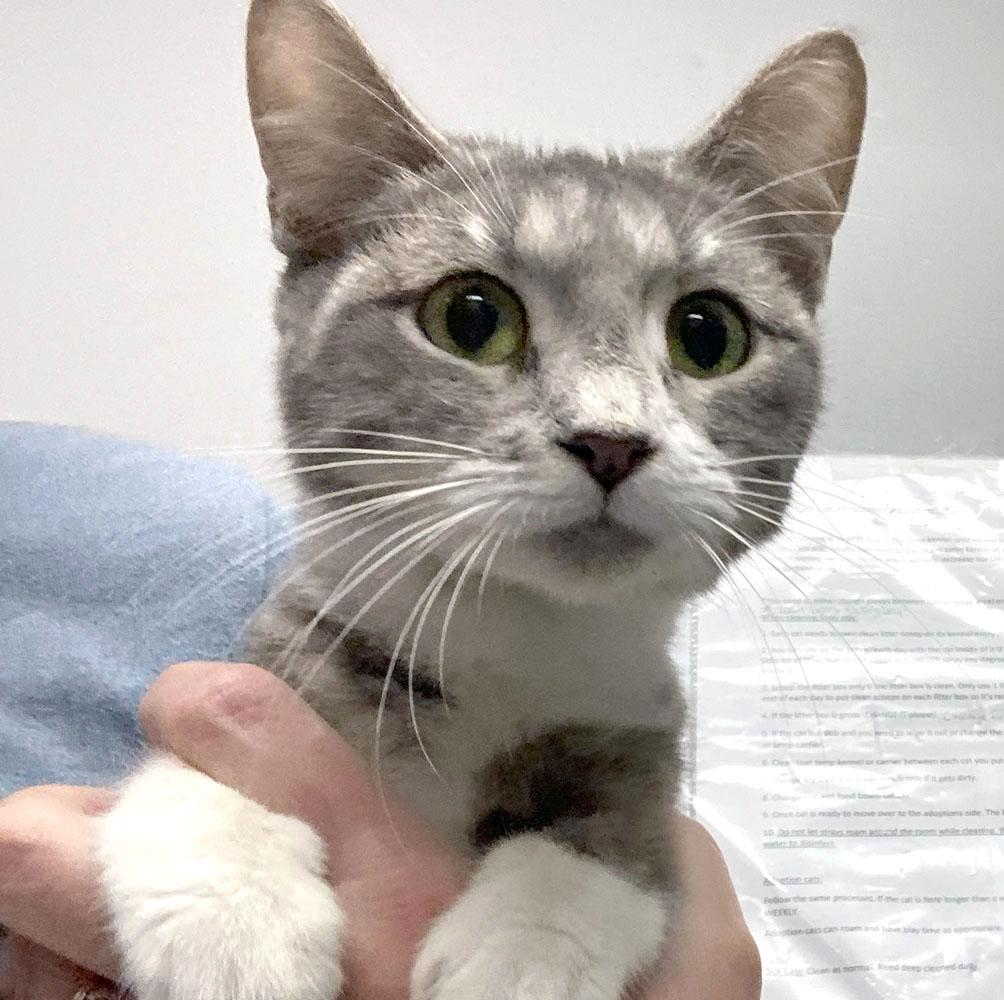 Grape (AO37432), Adopted, Young Female Domestic Short Hair.