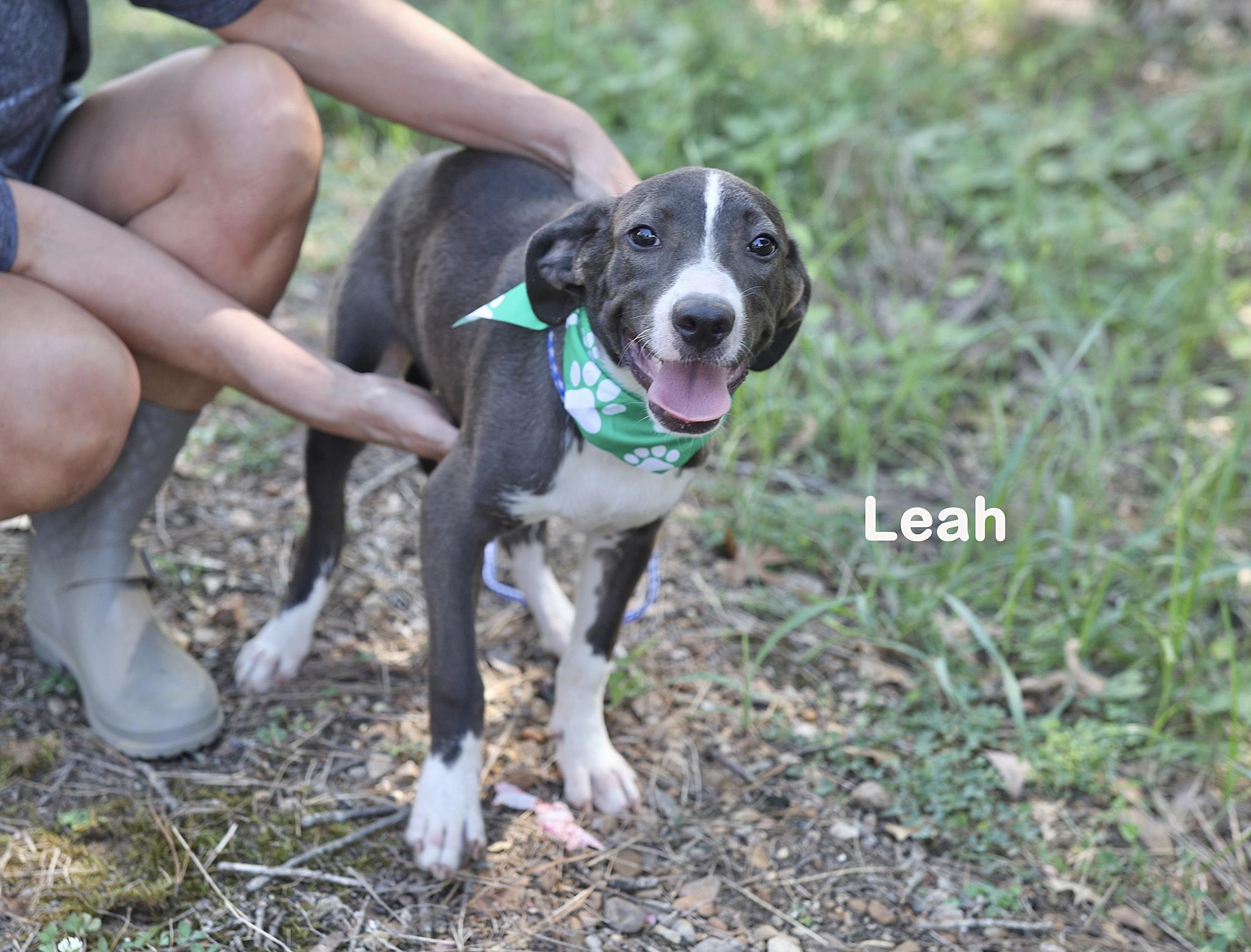 Leah