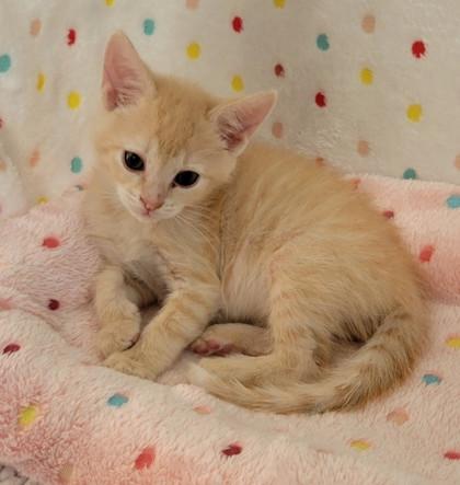 Enlarge Busch, a Adoptable mixed breed in King William, VA image 1/1