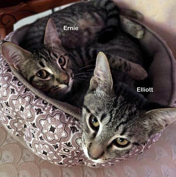 Elliott, a Adoptable Tabby in Portland, OR image 2/4