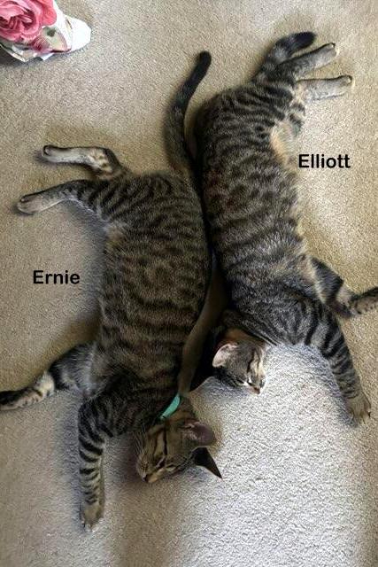 Elliott, a Adoptable Tabby in Portland, OR image 4/4