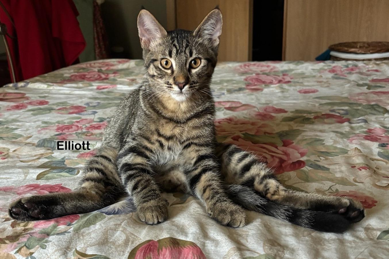 Elliott, a Adoptable Tabby in Portland, OR image 1/4