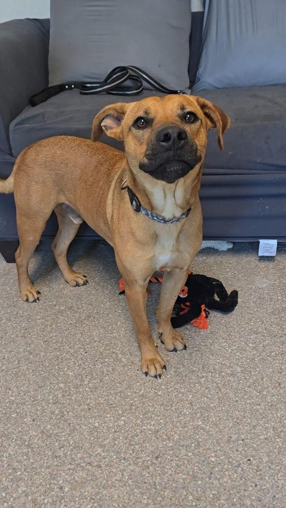 Adam, Adoptable, Adult Male Pit Bull Terrier.
