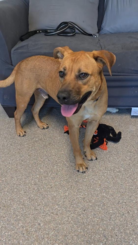 Enlarge Adam, a Adoptable mixed breed in Innsbrook, MO image 2/3