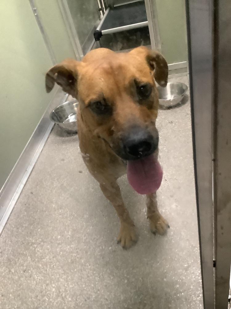 Enlarge Adam, a Adoptable mixed breed in Innsbrook, MO image 3/3