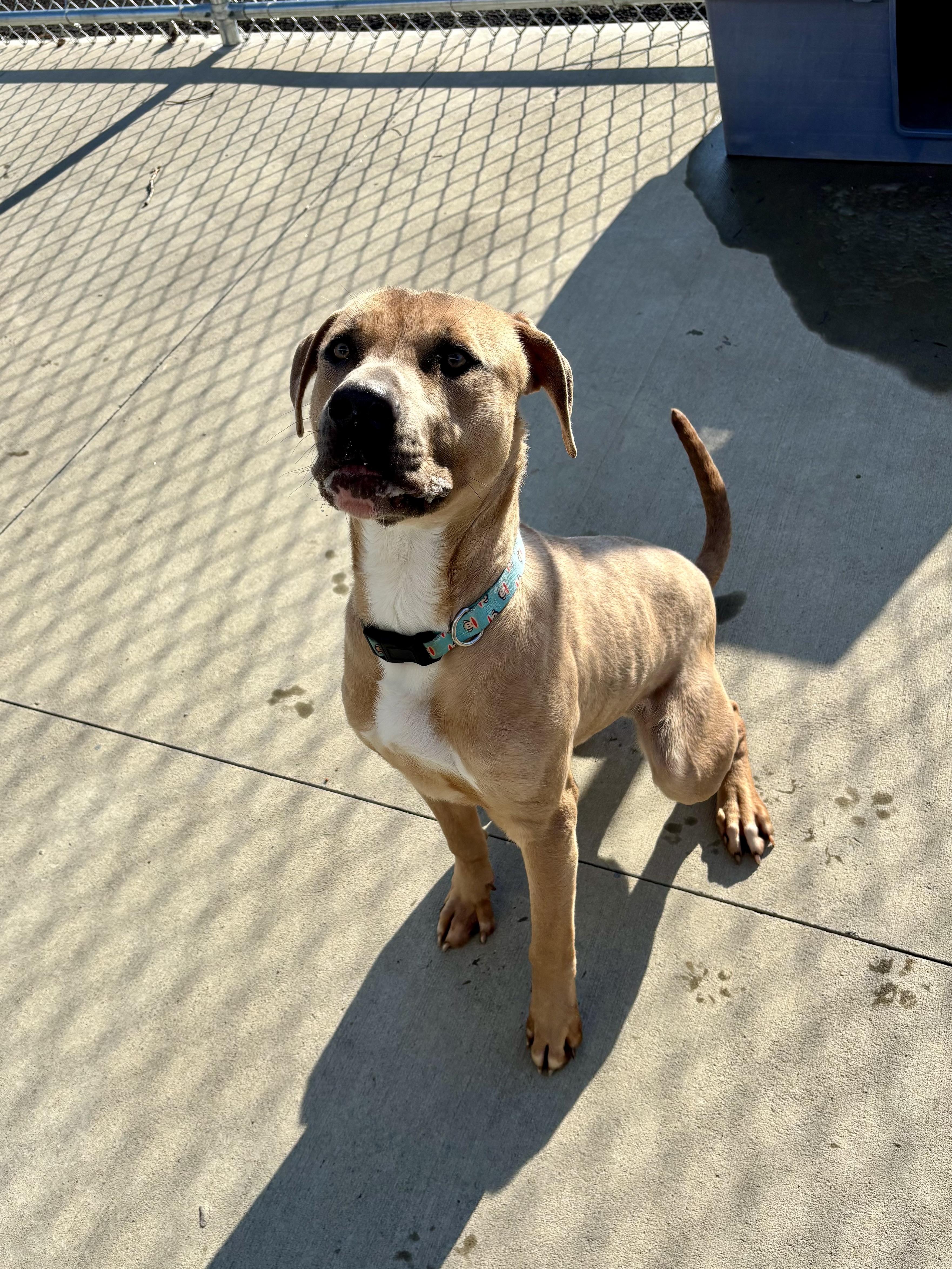 Rocky, a Adoptable mixed breed in North Providence, RI image 1/5