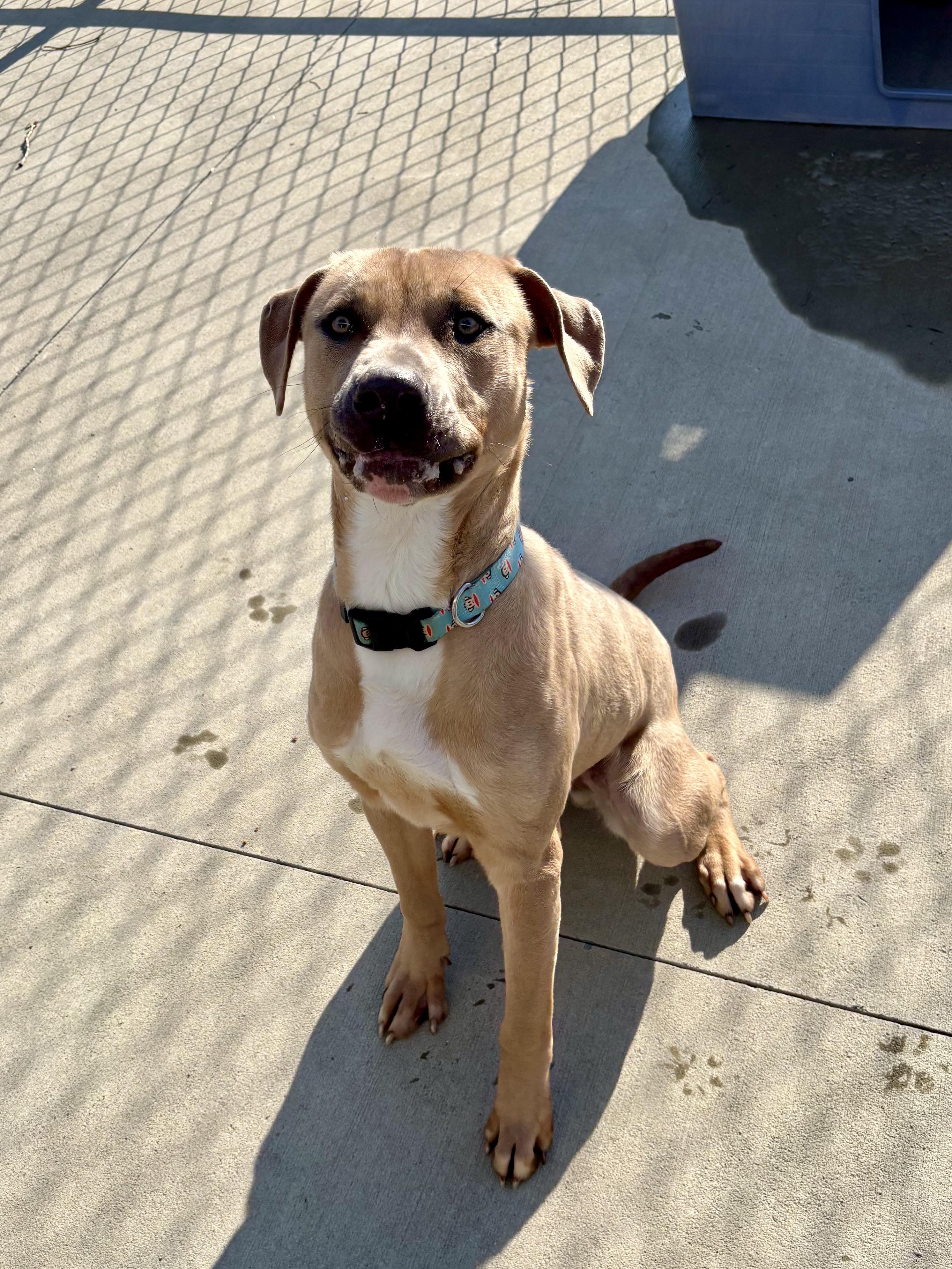 Rocky, a Adoptable mixed breed in North Providence, RI image 2/5