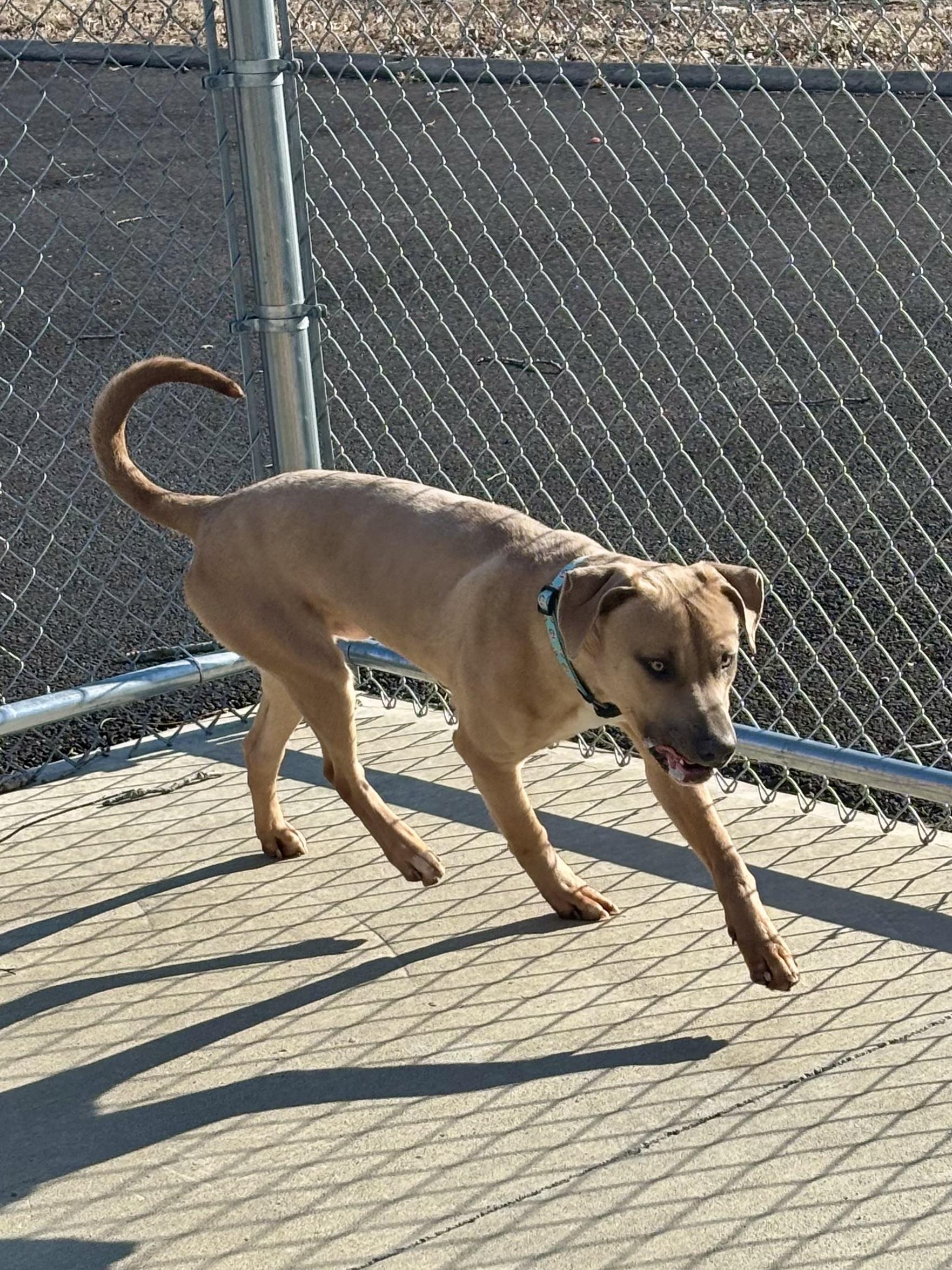 Rocky, a Adoptable mixed breed in North Providence, RI image 3/5