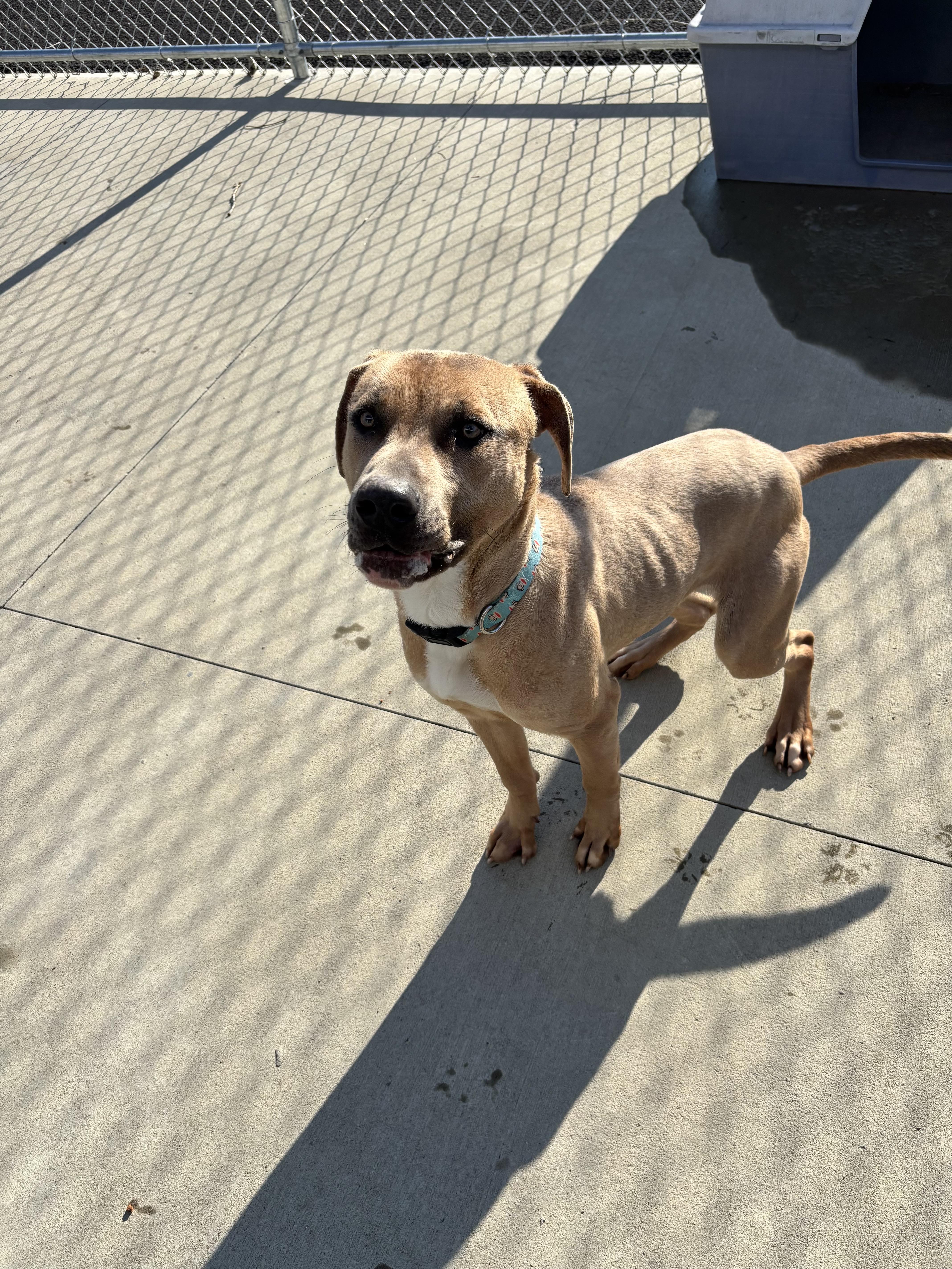 Rocky, a Adoptable mixed breed in North Providence, RI image 4/5