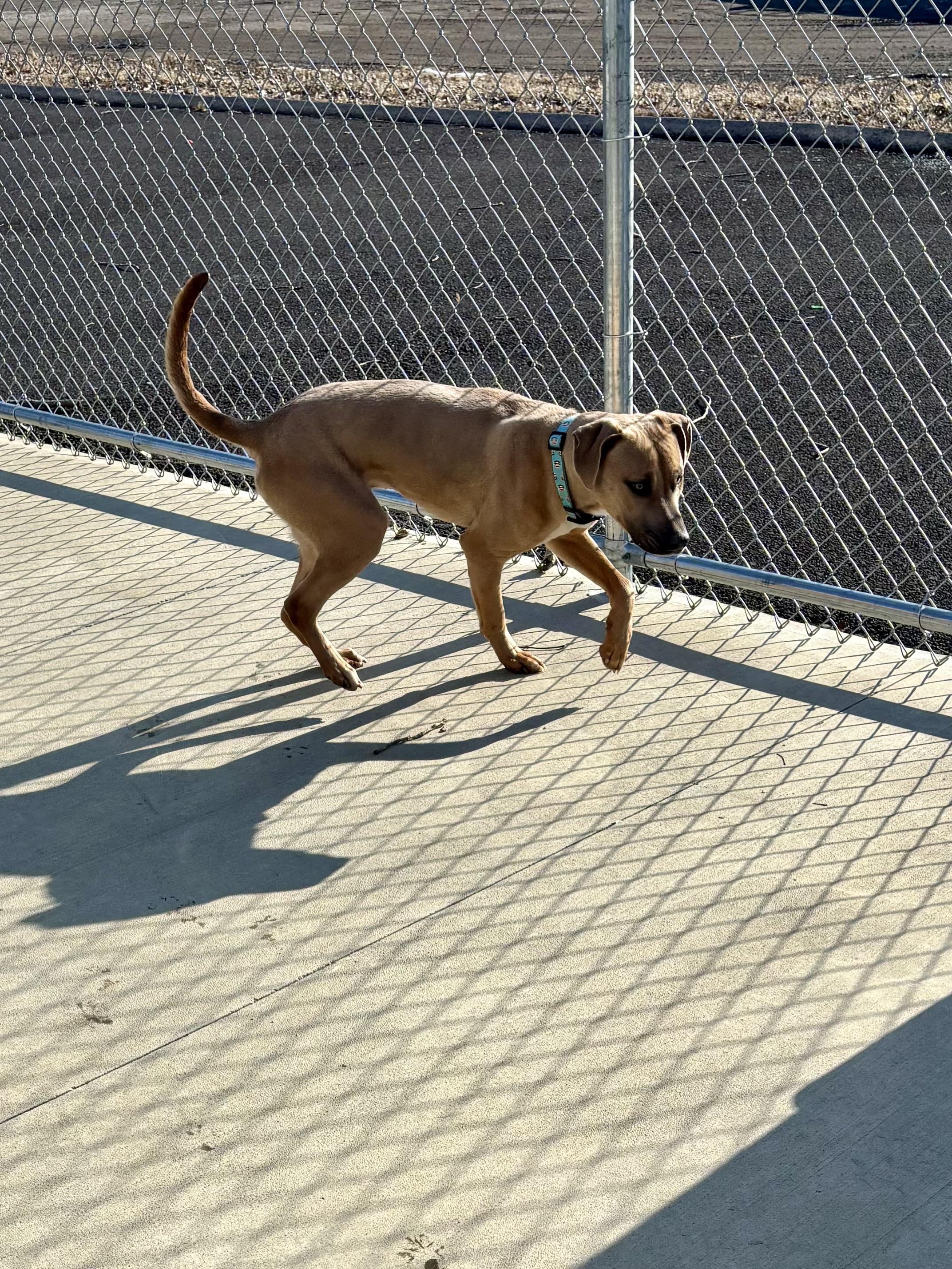 Rocky, a Adoptable mixed breed in North Providence, RI image 5/5