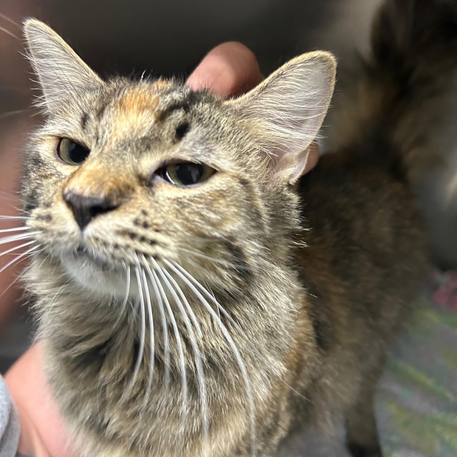 Enlarge Eep, an adoptable Domestic Medium Hair in Homer, AK image 1/1