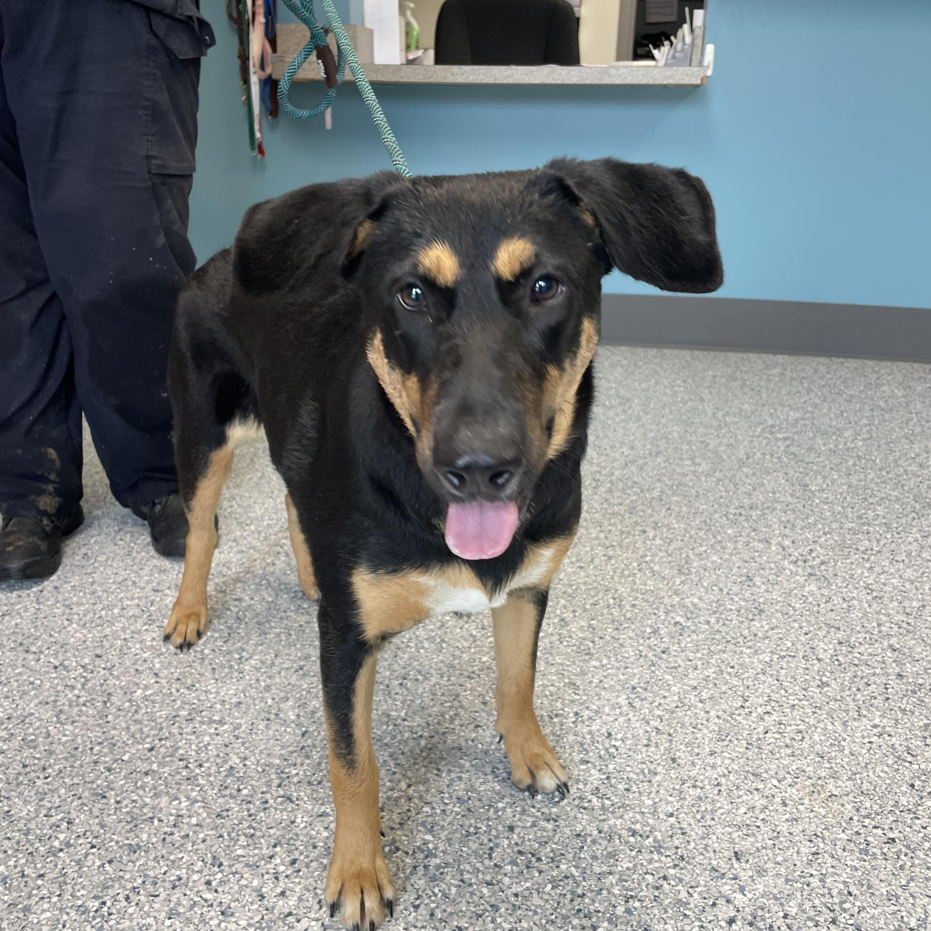 Blair, Adoptable, Adult Female Doberman Pinscher & Shepherd.