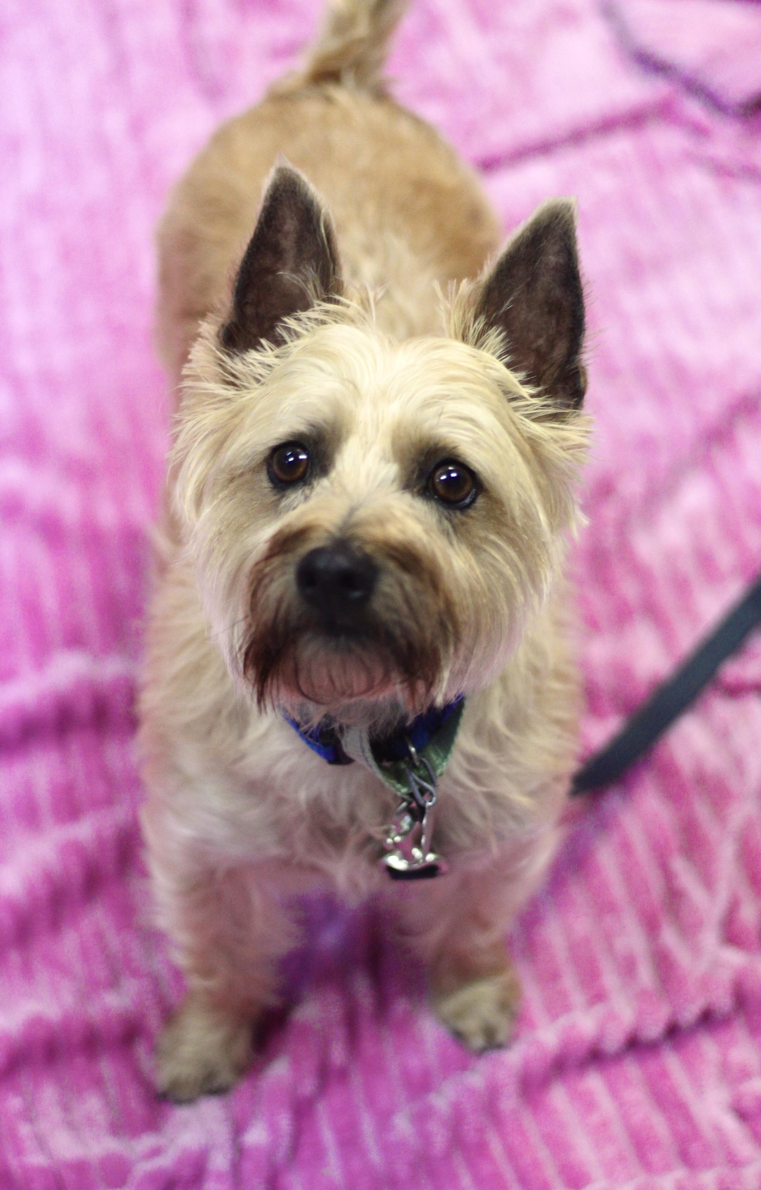 Filbert in NH! Come Meet our Adoptable Dogs Wednesday-Saturday. More info in Bio!