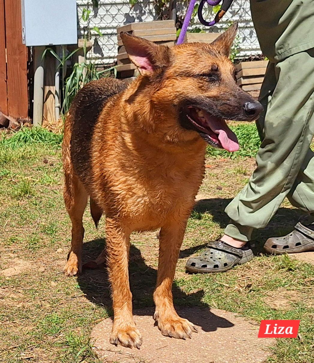 Liza, Adopted, Adult Female German Shepherd Dog.