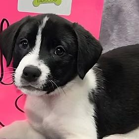 Enlarge Luge, a ADOPTABLE Mixed Breed in Racine, WI image 2/3