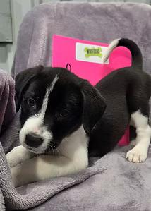 Enlarge Luge, a ADOPTABLE Mixed Breed in Racine, WI image 3/3