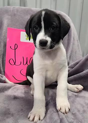 Enlarge Luge, a ADOPTABLE Mixed Breed in Racine, WI image 1/3