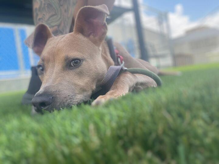 Crane (In Foster)