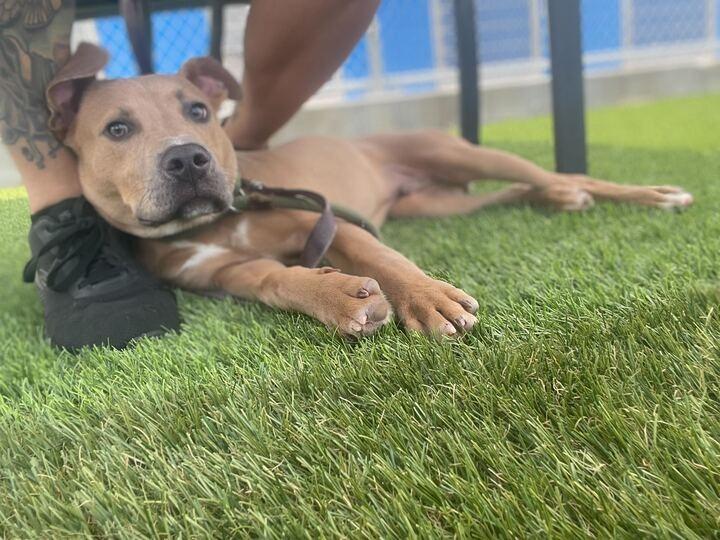 Crane (In Foster)