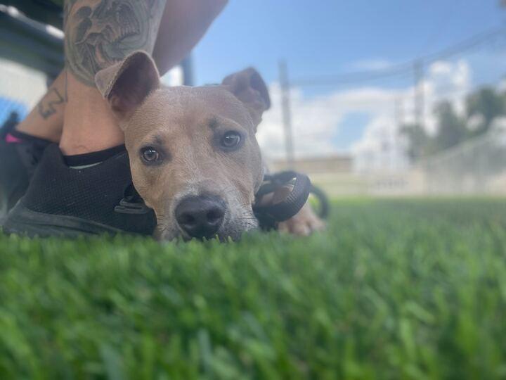 Crane (In Foster)