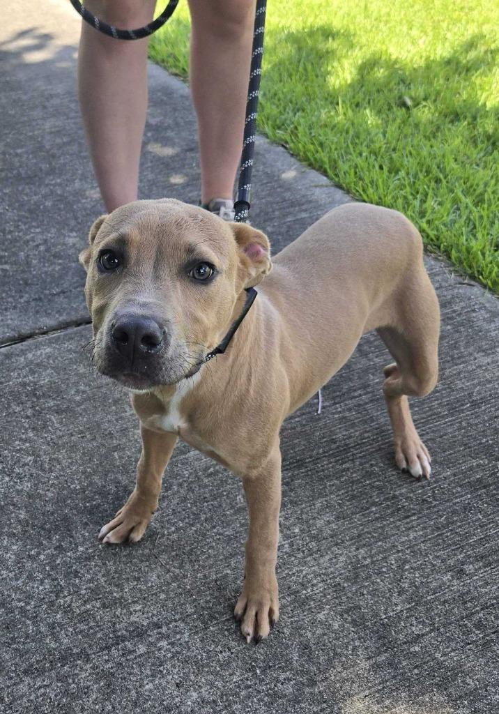 Crane (In Foster)