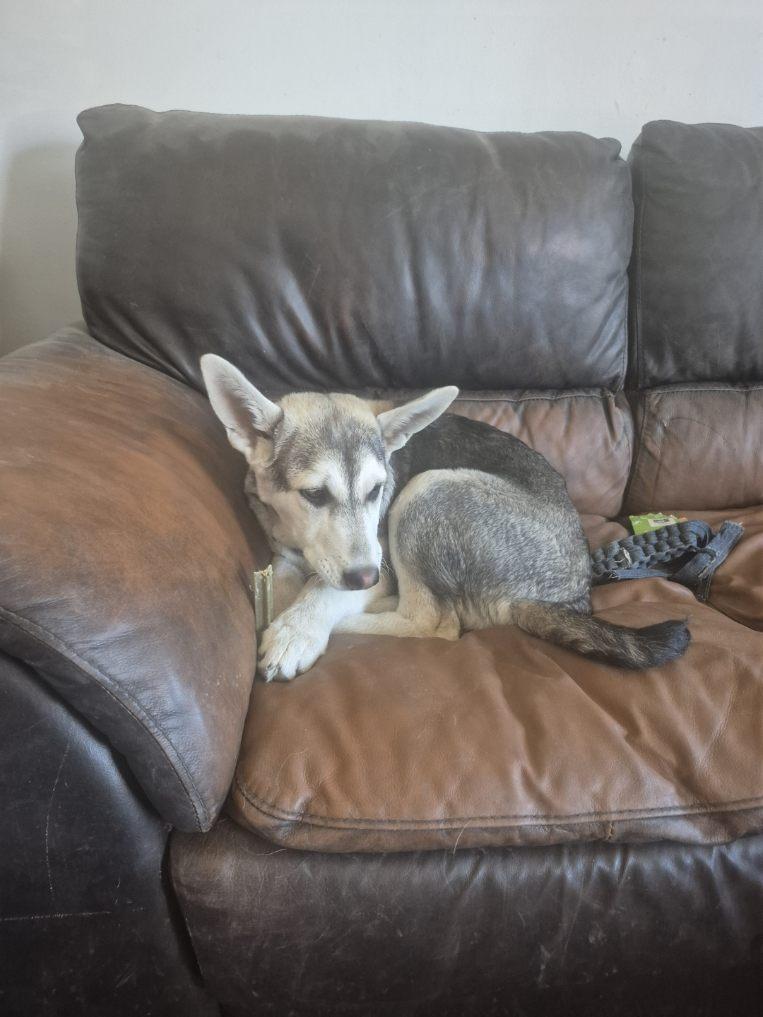 Enlarge Sadie, a ADOPTABLE mixed breed in Saskatoon, SK image 4/6