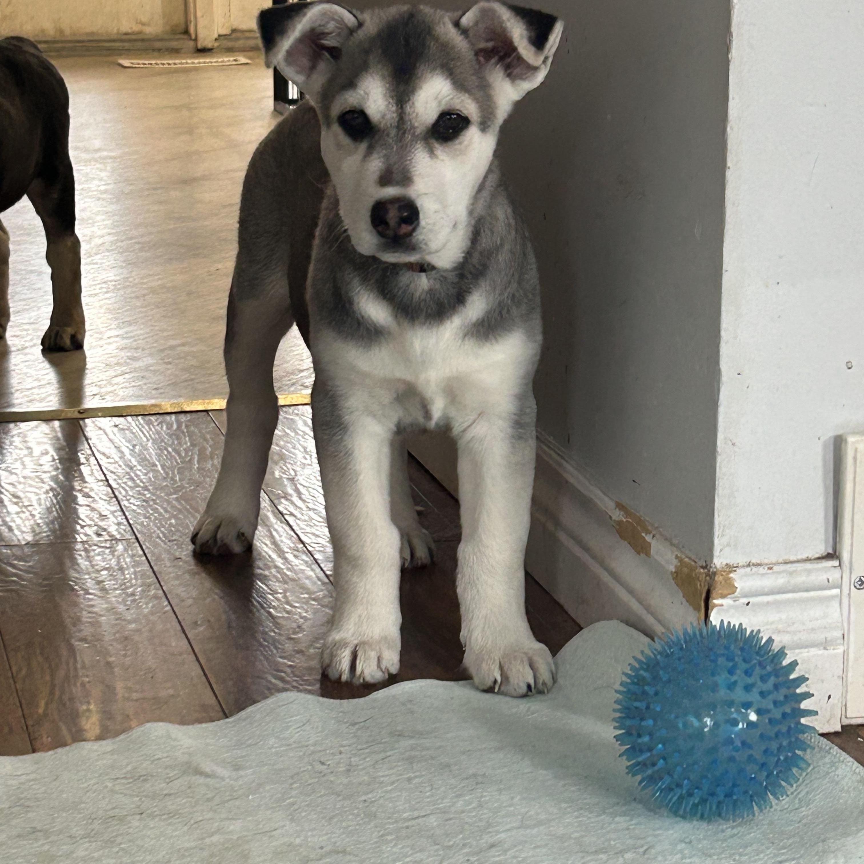 Sadie, ADOPTABLE, Puppy Female Mixed Breed.