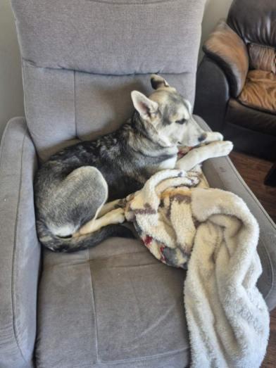 Enlarge Sadie, a ADOPTABLE mixed breed in Saskatoon, SK image 5/6