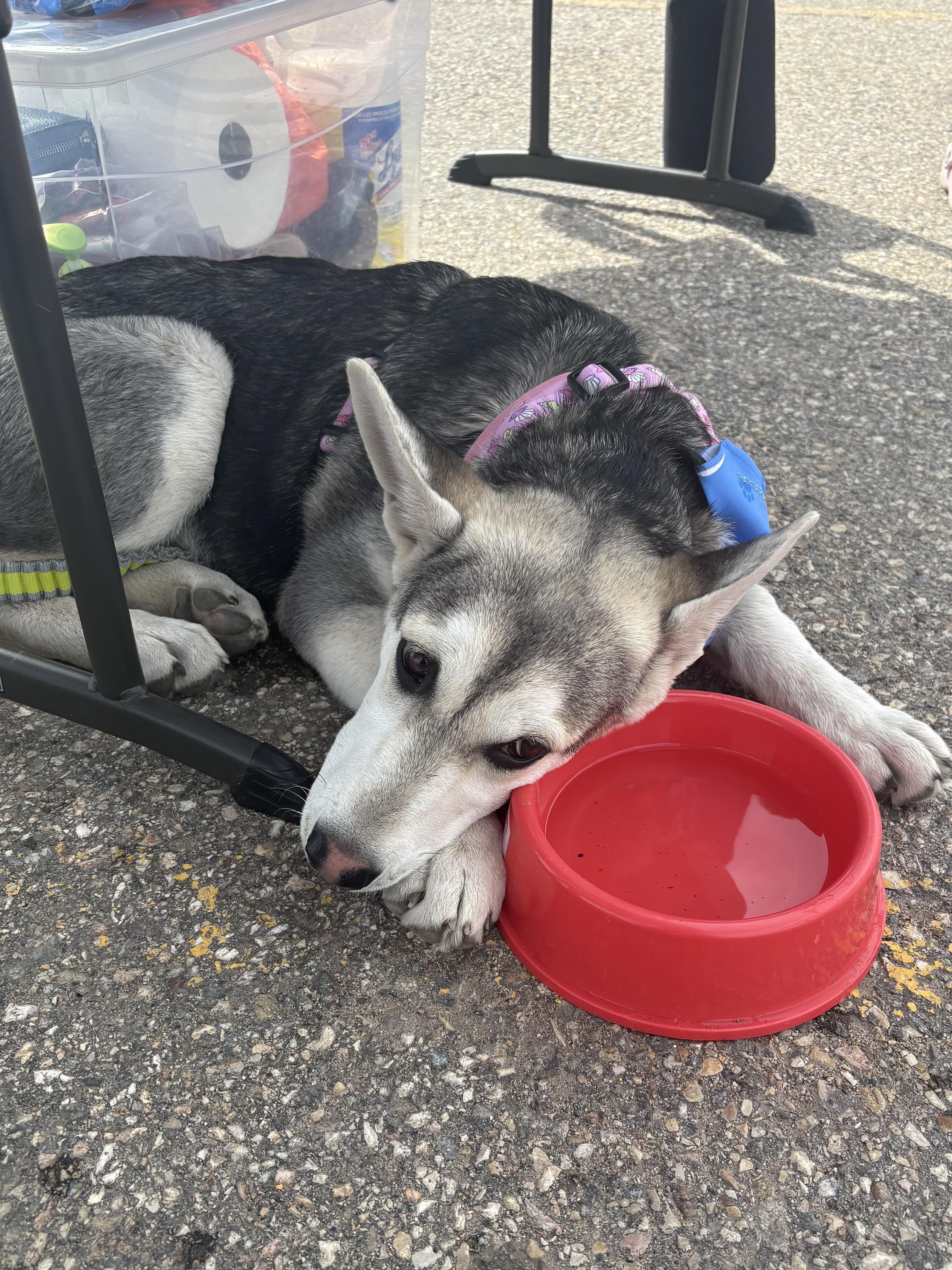Enlarge Sadie, a ADOPTABLE mixed breed in Saskatoon, SK image 2/6