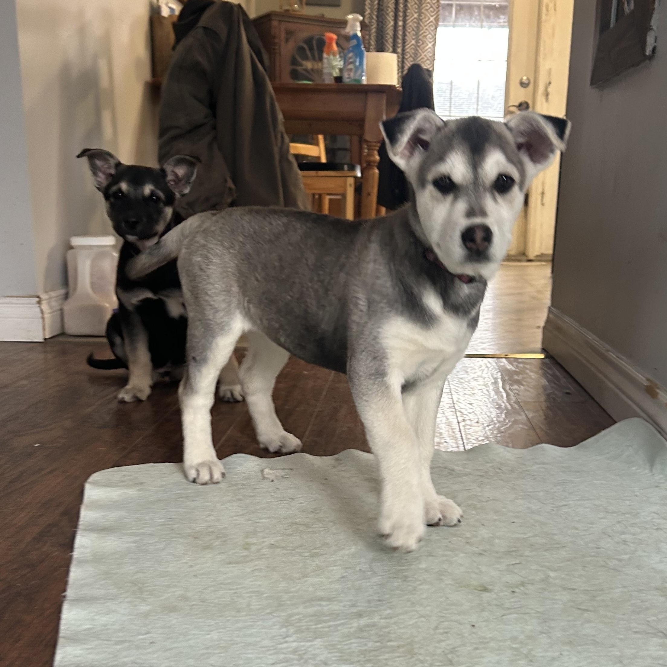 Enlarge Sadie, a ADOPTABLE mixed breed in Saskatoon, SK image 2/3