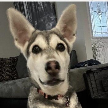 Sadie pending adoption, an adopted mixed breed in Saskatoon, SK image 3/6