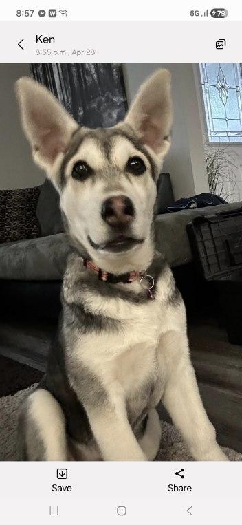 Enlarge Sadie, a ADOPTABLE mixed breed in Saskatoon, SK image 6/6