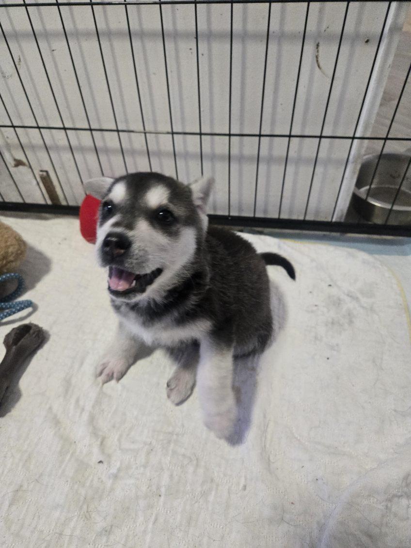 Enlarge Sadie, a ADOPTABLE mixed breed in Saskatoon, SK image 2/4