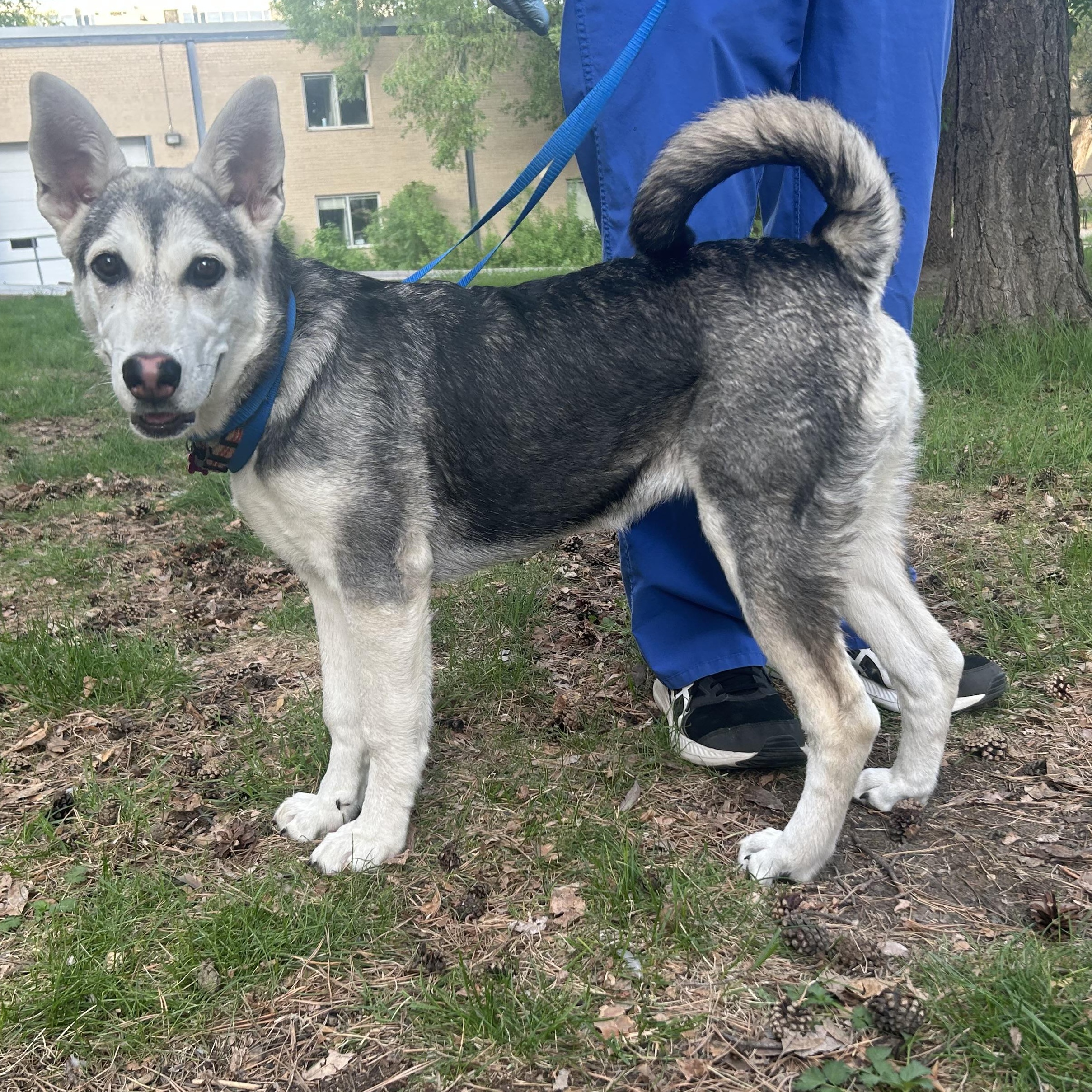 Sadie pending adoption, an adopted mixed breed in Saskatoon, SK image 2/6