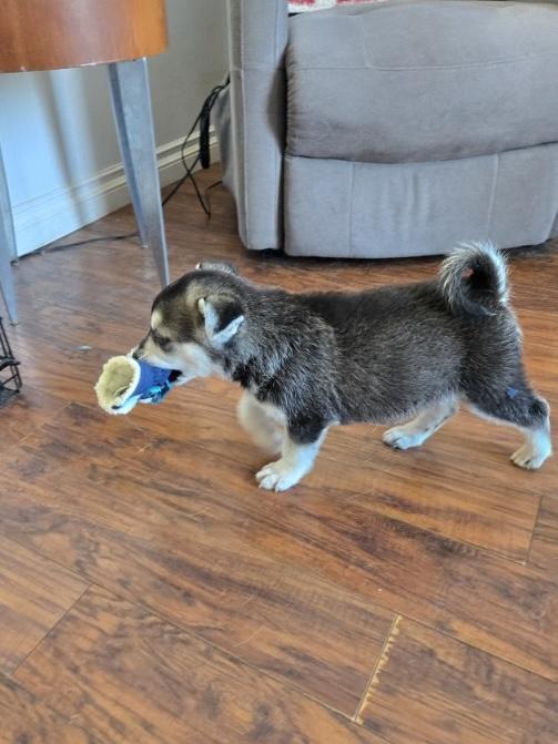 Sadie, ADOPTABLE, Puppy Female Mixed Breed.