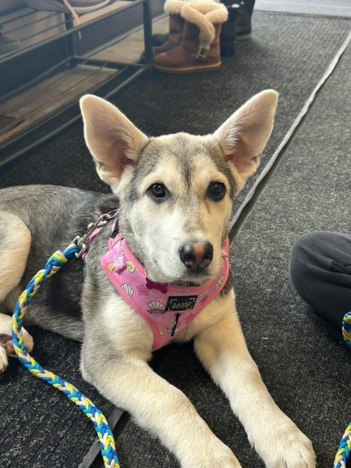 Enlarge Sadie, a ADOPTABLE mixed breed in Saskatoon, SK image 1/4