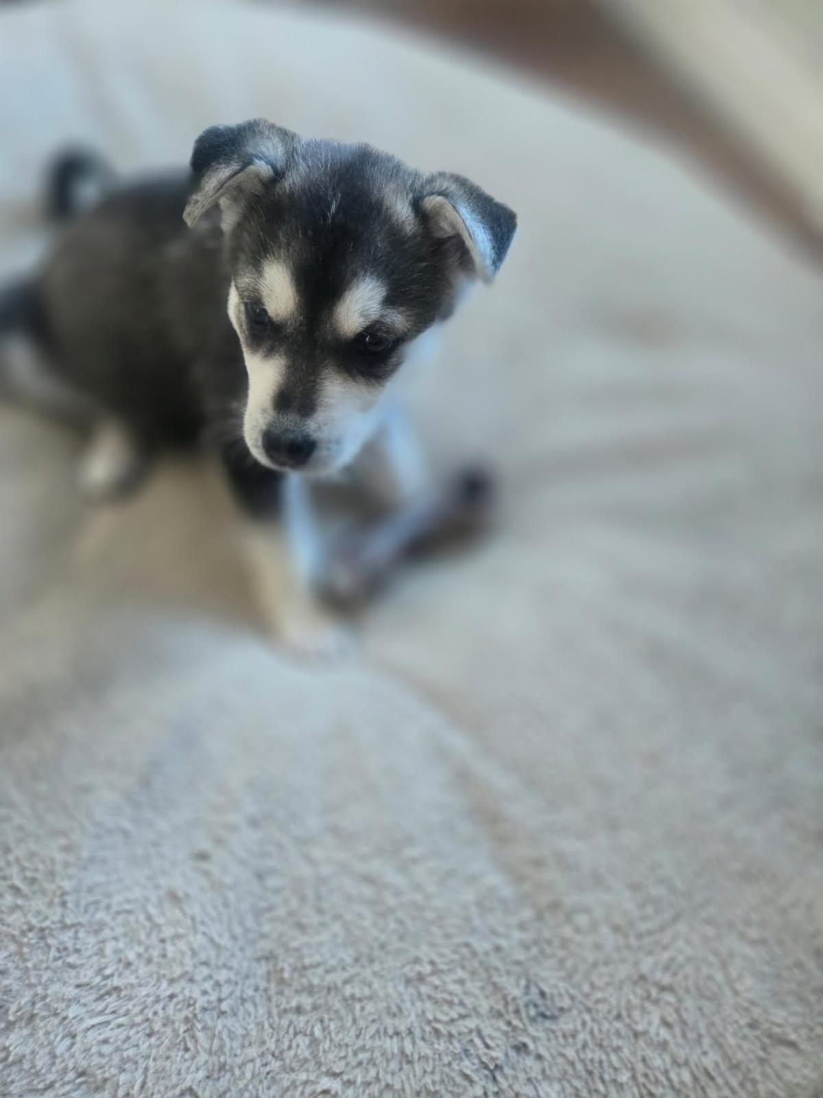 Enlarge Sadie, a ADOPTABLE mixed breed in Saskatoon, SK image 4/4