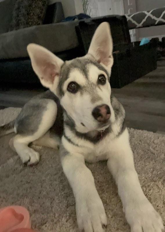 Enlarge Sadie, a ADOPTABLE mixed breed in Saskatoon, SK image 1/6