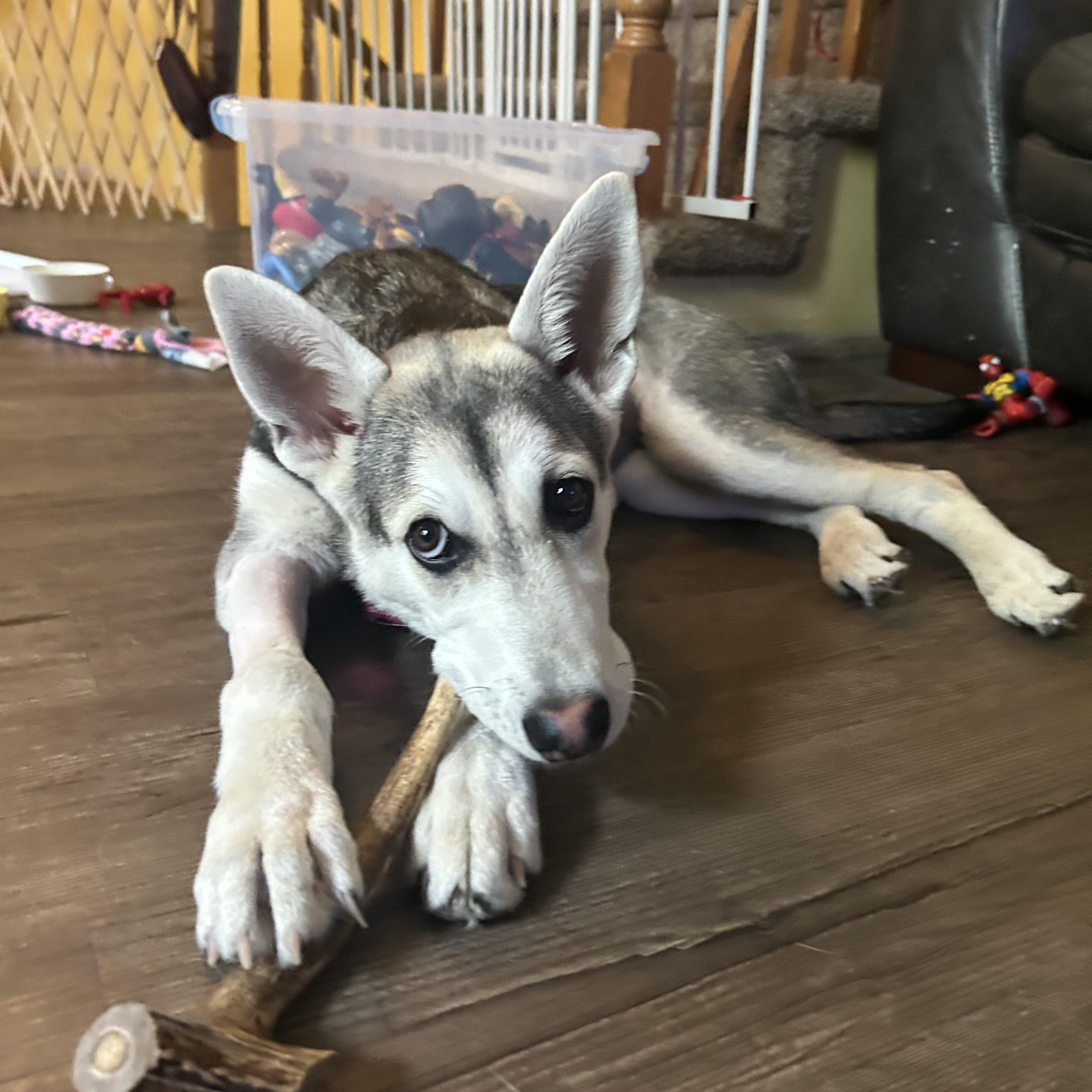 Sadie pending adoption, an adopted mixed breed in Saskatoon, SK image 6/6
