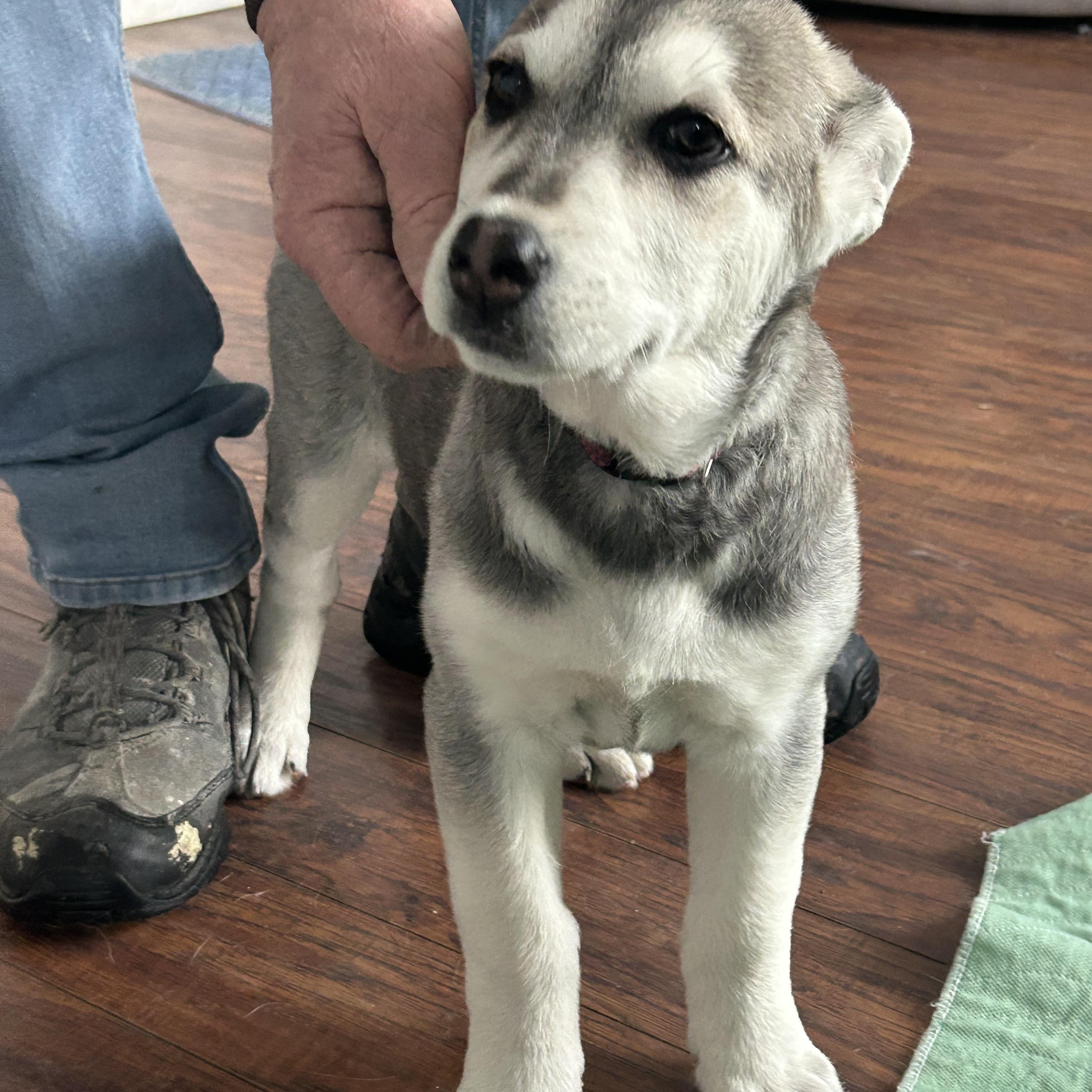 Enlarge Sadie, a ADOPTABLE mixed breed in Saskatoon, SK image 3/3