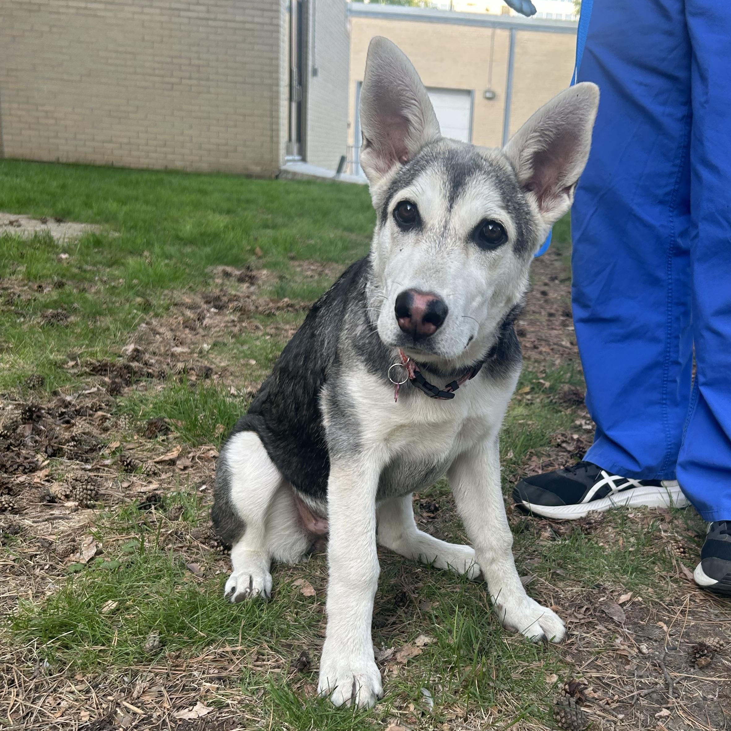 Sadie pending adoption, an adopted mixed breed in Saskatoon, SK image 1/6