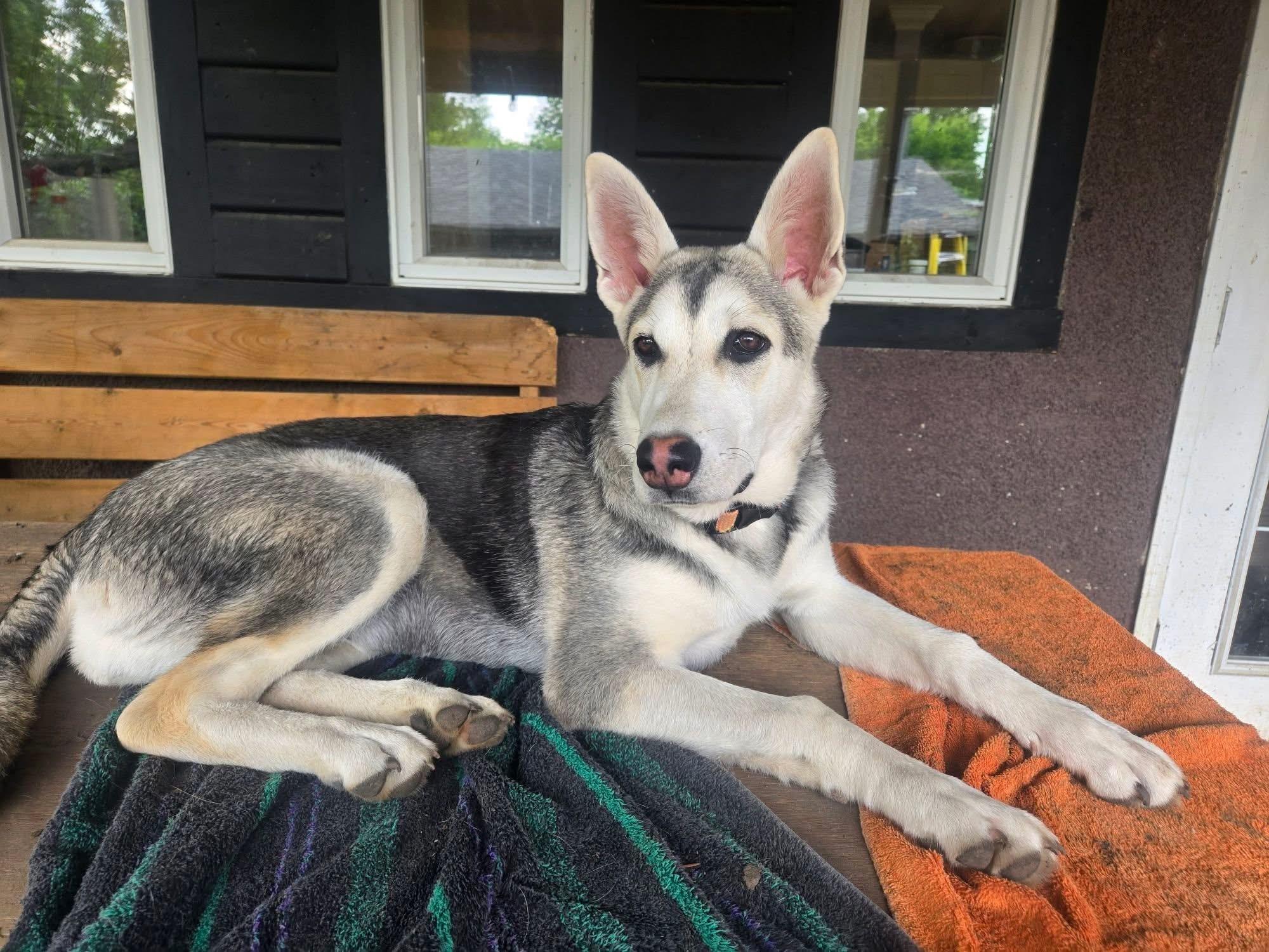 Enlarge Sadie, an adoptable mixed breed in Saskatoon, SK image 1/6