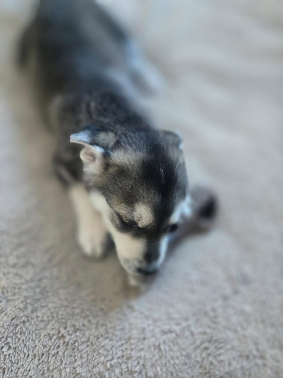 Enlarge Sadie, a ADOPTABLE mixed breed in Saskatoon, SK image 3/4