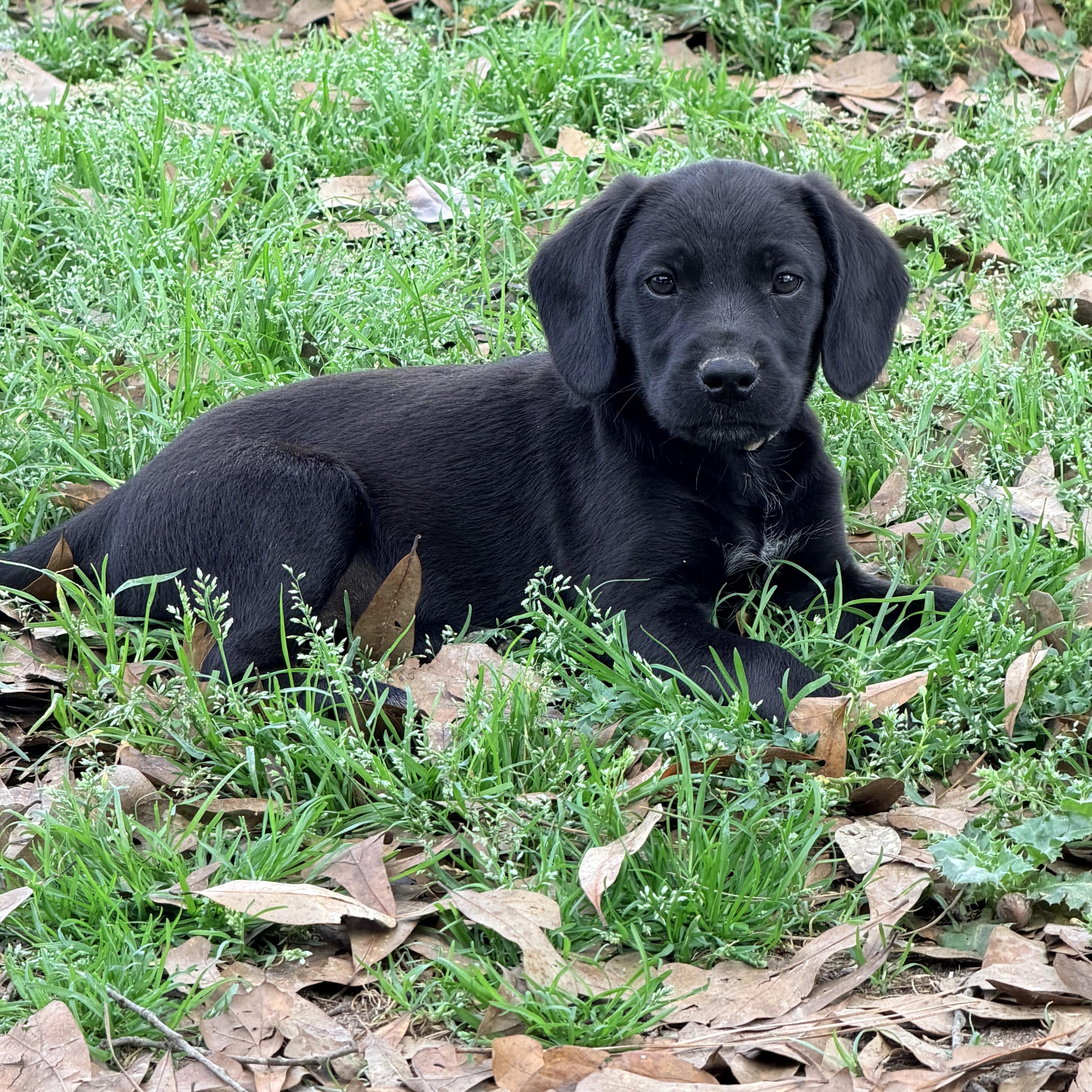 Enlarge Balou, a ADOPTABLE mixed breed in Baker, LA image 2/6