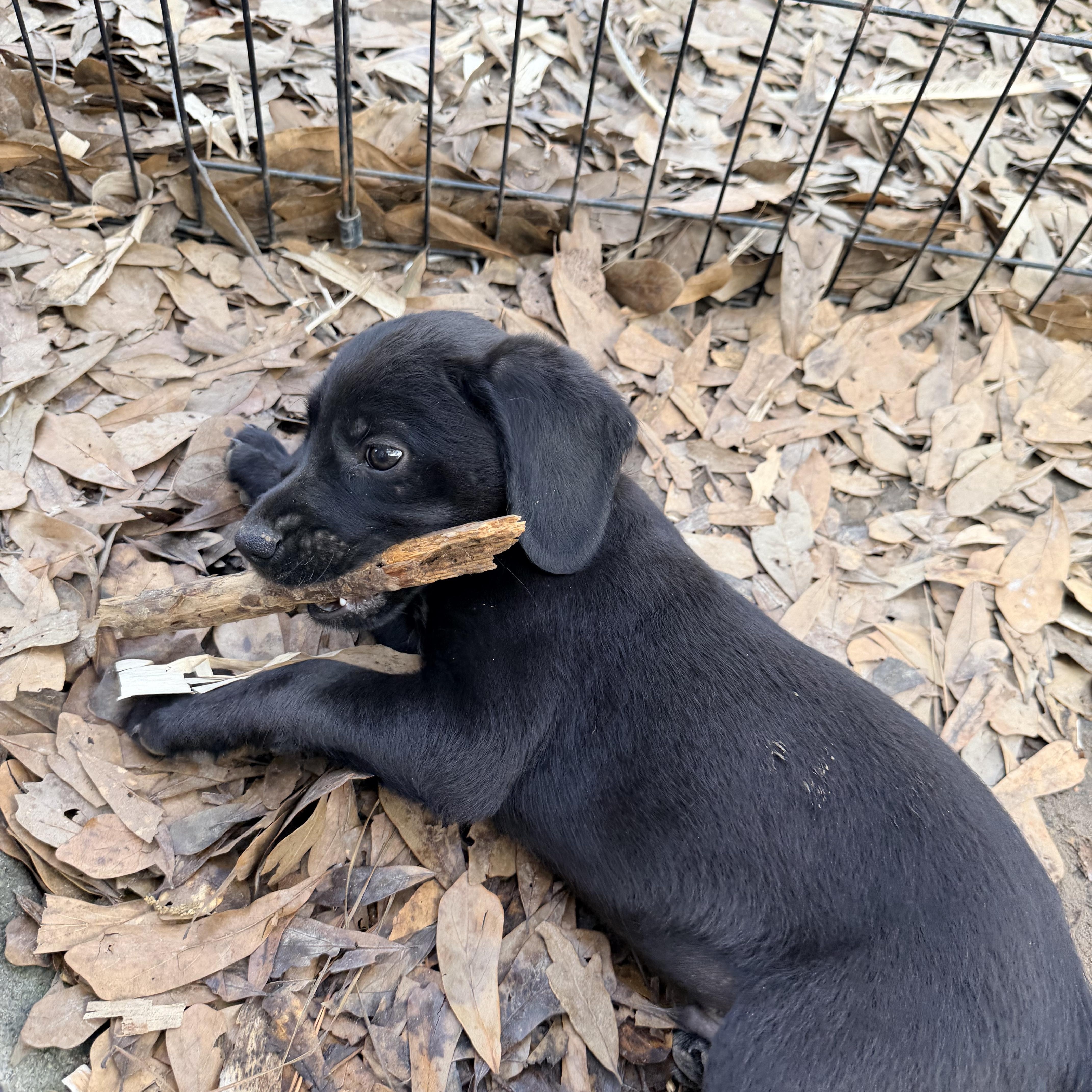 Enlarge Balou, a ADOPTABLE mixed breed in Baker, LA image 5/6