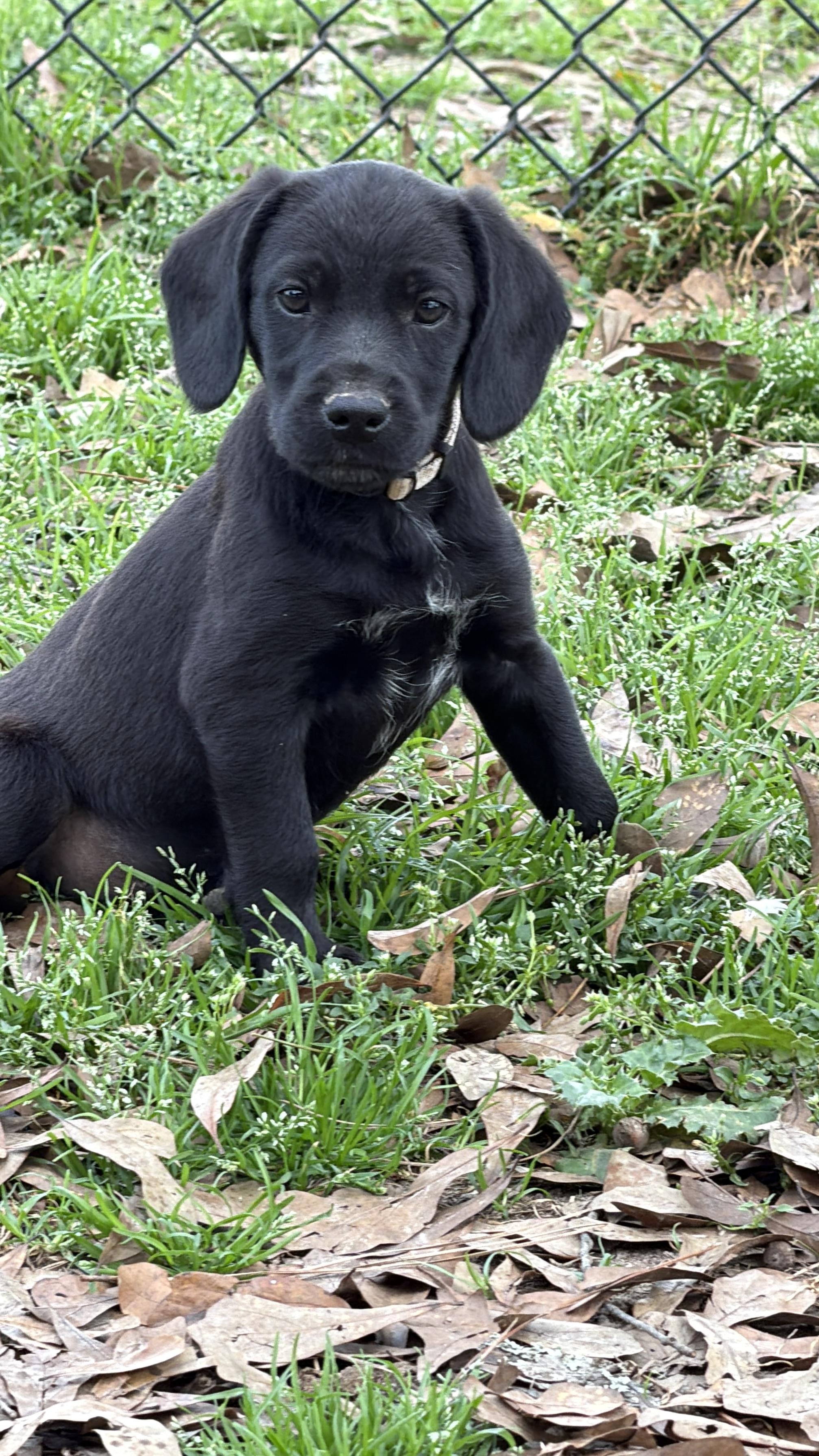 Enlarge Balou, a ADOPTABLE mixed breed in Baker, LA image 6/6