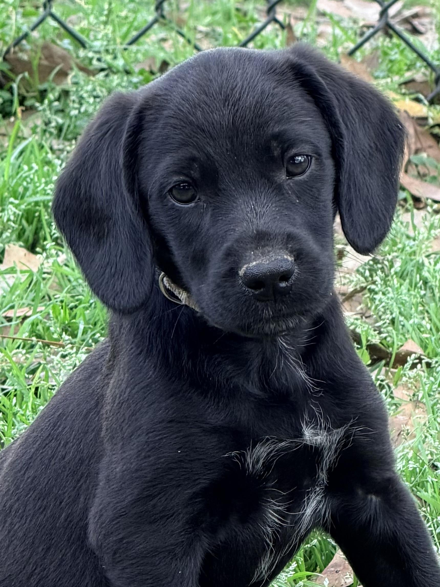 Enlarge Balou, a ADOPTABLE mixed breed in Baker, LA image 1/6