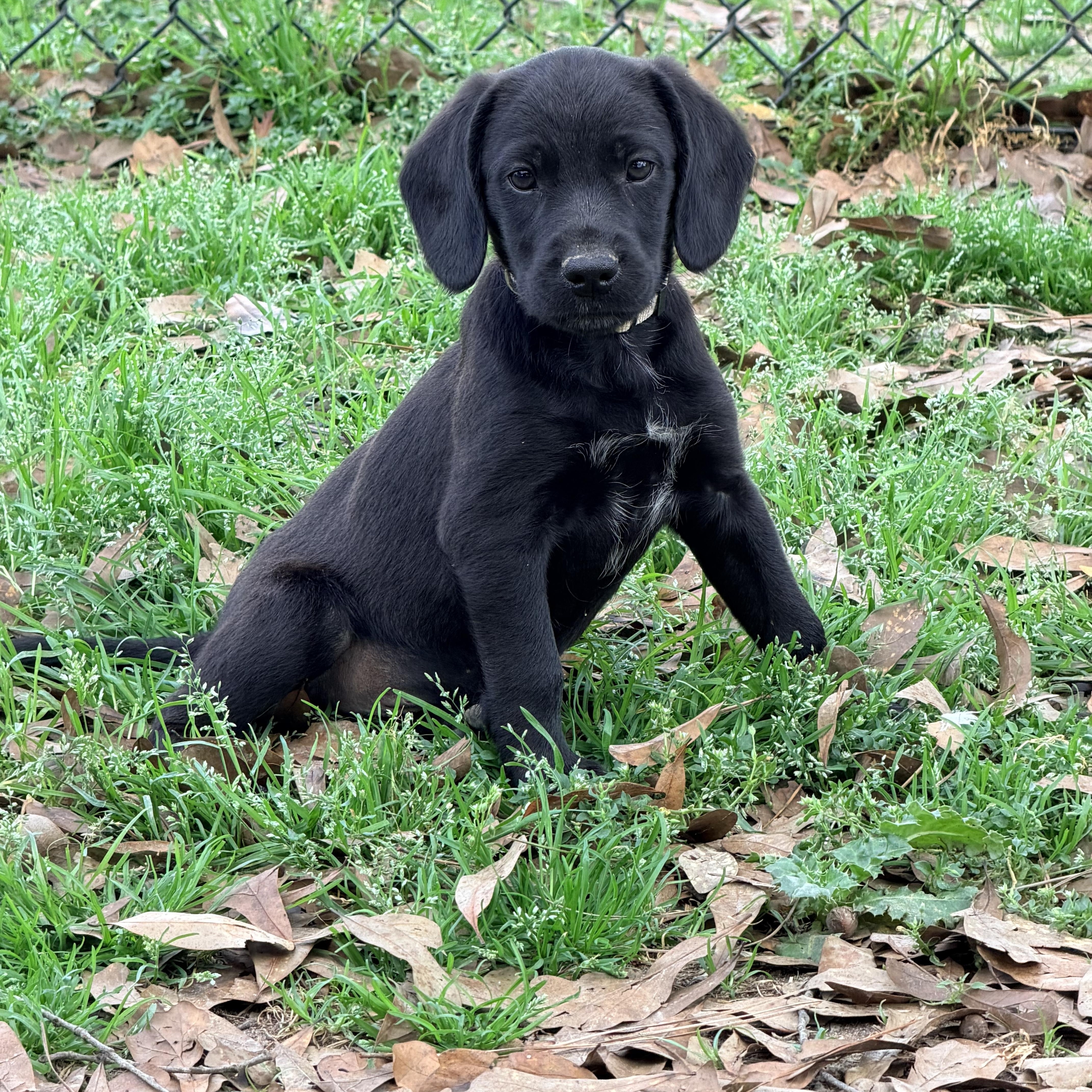 Enlarge Balou, a ADOPTABLE mixed breed in Baker, LA image 4/6